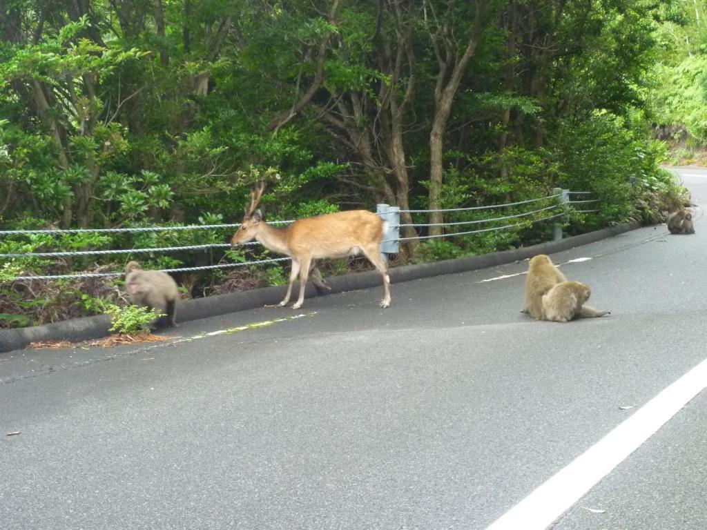 Minshuku Kaisei 1 Vandrarhem Yakushima  Exteriör bild